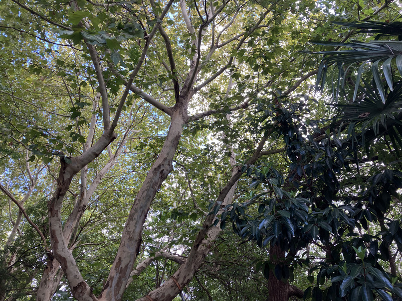 Trees around the Venue